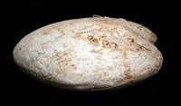 小花瓣裸心海膽藏品圖，第12張