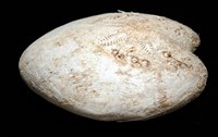 小花瓣裸心海膽藏品圖，第14張