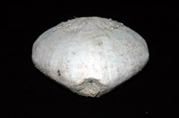 小花瓣裸心海膽藏品圖，第16張