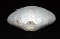 小花瓣裸心海膽藏品圖，第17張