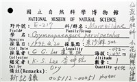 小花瓣裸心海膽藏品圖，第20張