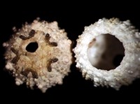 環棘深淵沙棱海膽藏品圖，第1張