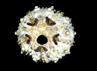 環棘深淵沙棱海膽藏品圖，第2張