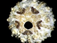 環棘深淵沙棱海膽藏品圖，第3張