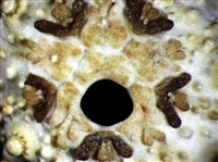 環棘深淵沙棱海膽藏品圖，第4張