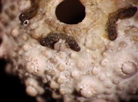 環棘深淵沙棱海膽藏品圖，第5張