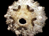 環棘深淵沙棱海膽藏品圖，第6張