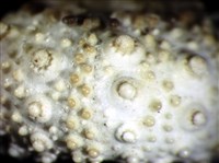 環棘深淵沙棱海膽藏品圖，第8張