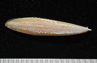 越南烏賊藏品圖，第3張