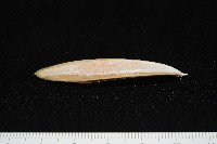 越南烏賊藏品圖，第5張