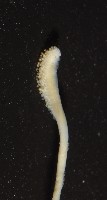 越南烏賊藏品圖，第10張