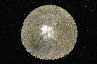 盾形網溝海膽藏品圖，第2張