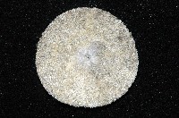 盾形網溝海膽藏品圖，第3張