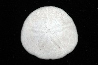 盾形網溝海膽藏品圖，第5張