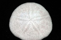 盾形網溝海膽藏品圖，第6張