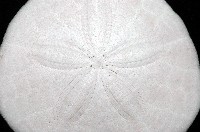 盾形網溝海膽藏品圖，第7張