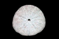 盾形網溝海膽藏品圖，第8張