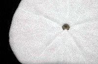盾形網溝海膽藏品圖，第9張