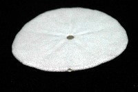 盾形網溝海膽藏品圖，第10張