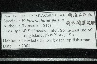 盾形網溝海膽藏品圖，第12張