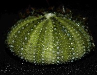 馬糞海膽藏品圖，第2張