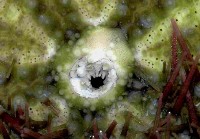馬糞海膽藏品圖，第3張