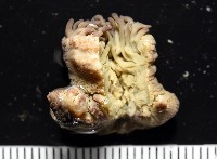未知種側花海葵藏品圖，第1張