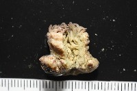 未知種側花海葵藏品圖，第2張