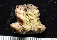 未知種側花海葵藏品圖，第3張