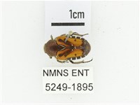 黑斑陷紋金龜藏品圖，第1張