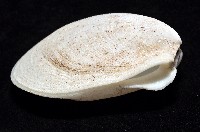 小黃狐蛤藏品圖，第3張
