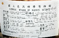 臺灣小孔蛸藏品圖，第8張