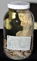臺灣小孔蛸藏品圖，第1張