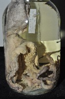 臺灣小孔蛸藏品圖，第7張