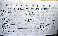 臺灣小孔蛸藏品圖，第8張