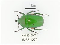 臺灣扇角金龜藏品圖，第1張