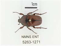 曹德褐騷金龜藏品圖，第1張