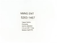 小扇角金龜藏品圖，第2張