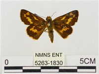 蓬萊黃斑弄蝶藏品圖，第1張