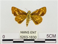 蓬萊黃斑弄蝶藏品圖，第2張