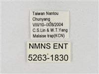 蓬萊黃斑弄蝶藏品圖，第3張