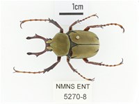 臺灣角金龜藏品圖，第1張