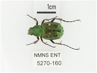 綠艷長腳花金龜藏品圖，第1張