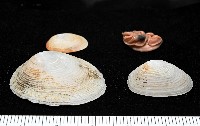 尖頂梳齒笠螺藏品圖，第2張