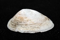 尖頂梳齒笠螺藏品圖，第3張