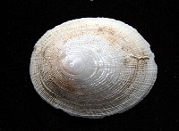 尖頂梳齒笠螺藏品圖，第4張