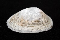 尖頂梳齒笠螺藏品圖，第5張
