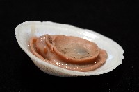 尖頂梳齒笠螺藏品圖，第6張
