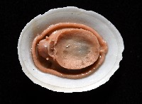 尖頂梳齒笠螺藏品圖，第7張