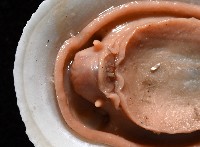 尖頂梳齒笠螺藏品圖，第8張